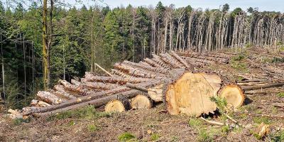 Deforestation বিষয়ক Paragraph Writing, এইচএসসি ইংরেজি ২য় পত্র